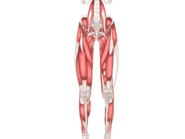 腰痛の原因は筋力不足？西葛西・篠崎の整骨院が重要筋を徹底解説